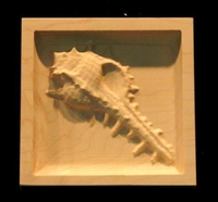 Corner Block - Murex Shell