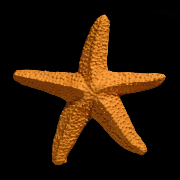 Onlay - Starfish Carved Wood