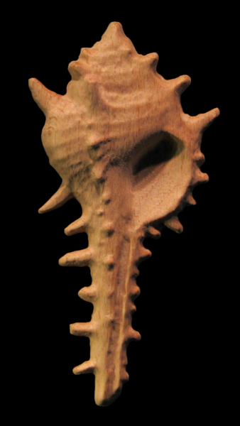 Onlay - Murex Shell Carved Wood