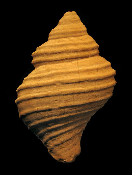Onlay - Spiral Shell Carved Wood